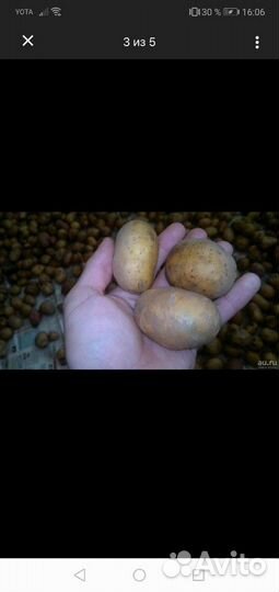 Продам картофель семенной