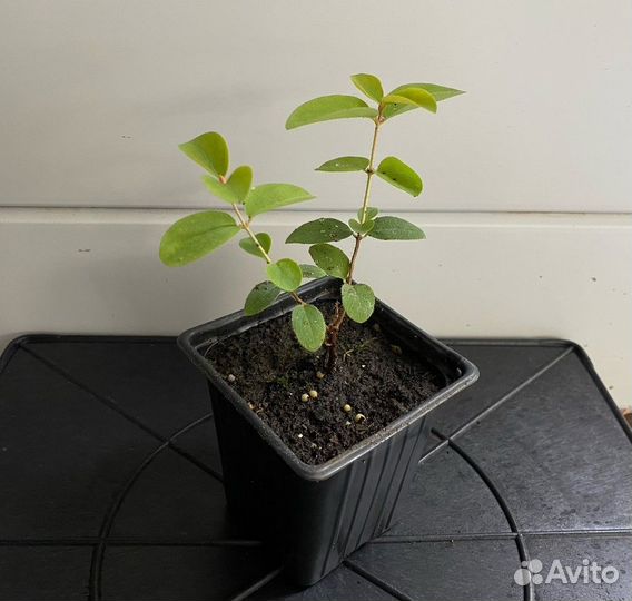 Жимолость Blue Banana в горшке р9