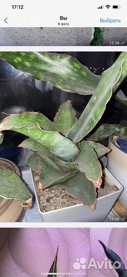 Сансевьерии сортовые