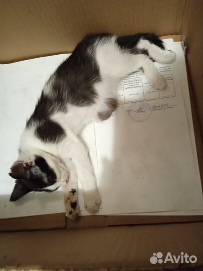 Кошки
