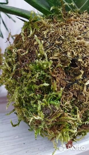 Кокедама. Суккуленты. Флорариум