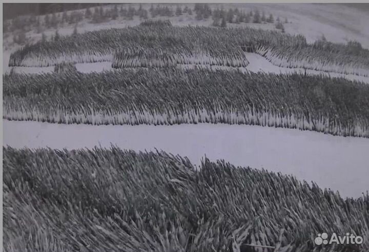 Новогодняя Ель Елка оптом