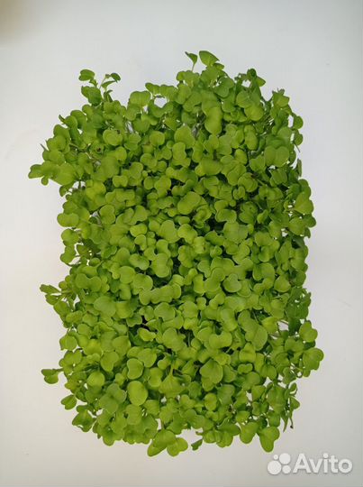 Микрозелень пак чой в грядке