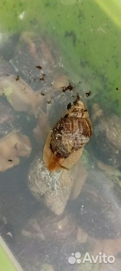 Улитки ахатины