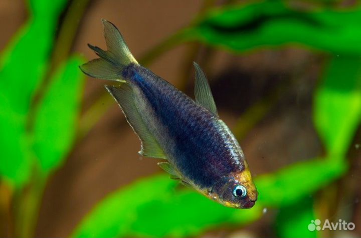 Аквариумные рыбки, аквариумы и оборудование