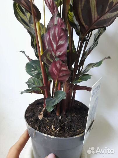 Калатея макояна