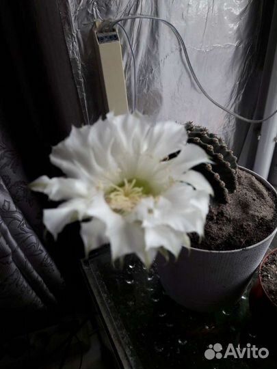 Кактусы и суккуленты