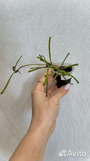 Хойя