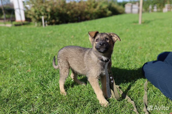 Щенок в добрые руки