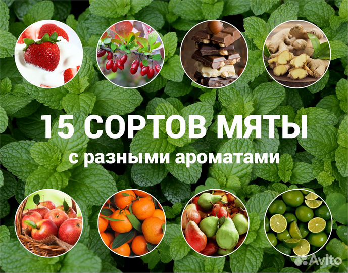 Рассада Мяты с разными ароматами