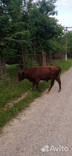 Крупно рогатый скот