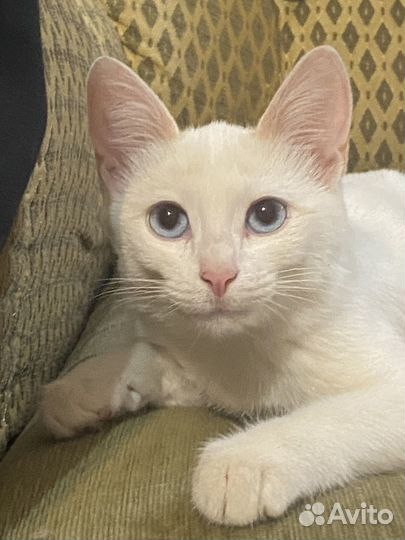 Котята в добрые руки даром