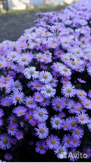 Сентябрины