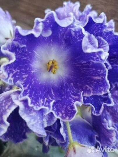 Дс-Сияющий Колокольчик -фиалка