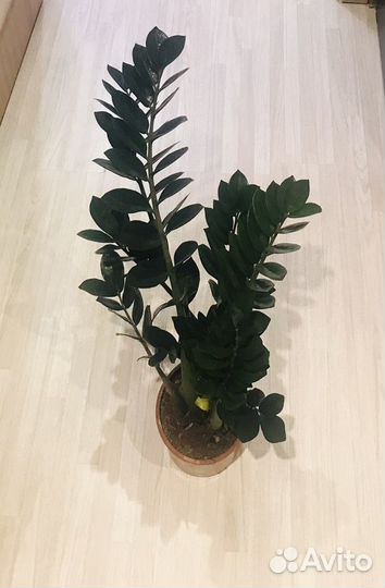 Стрелиция, Замиокулькас, Диффенбахия Банана