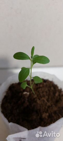 Рассада лаванды