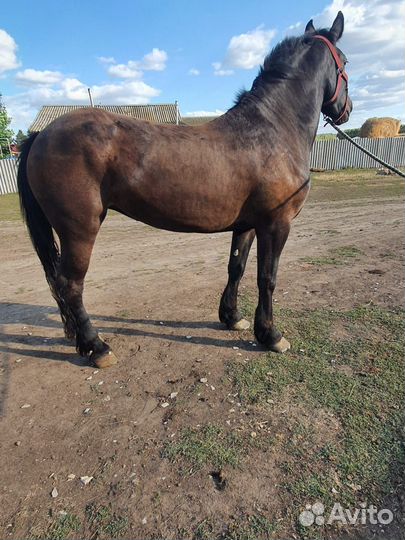 Лошадь кобыла