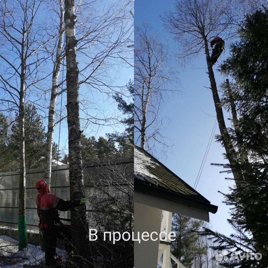 Валка опасных деревьев