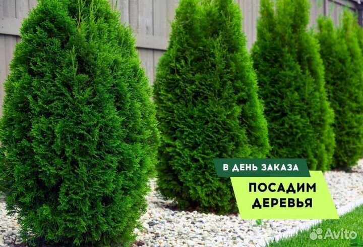 Туи Вип качества Смарагл,Брабант,Колумна 5 м