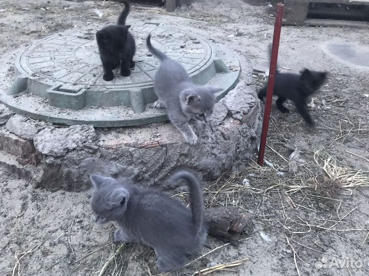 Котят отдам в добрые руки бесплатно