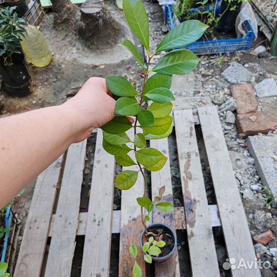 Кетли экзотика