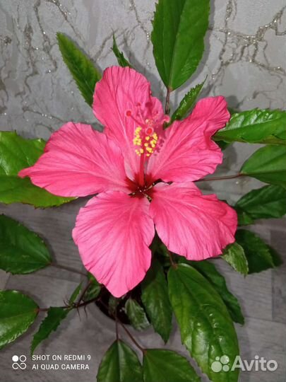 Комнатные цветы