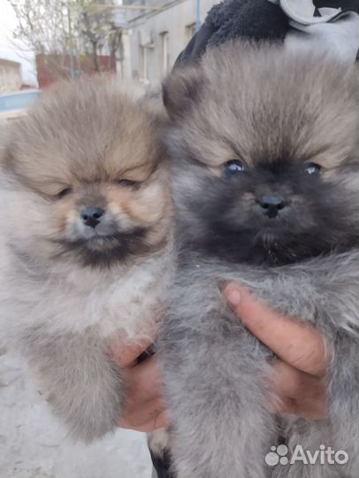 Щенки шпица