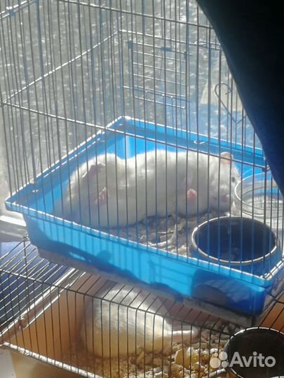 Крыса дамбо