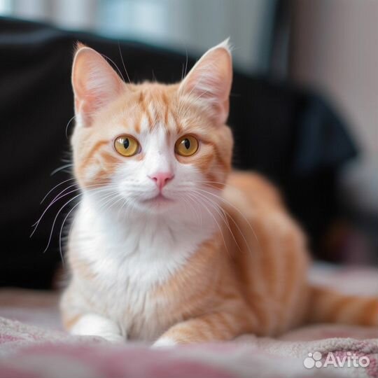 Молодые рыжие коты и кошки подростки бесплатно