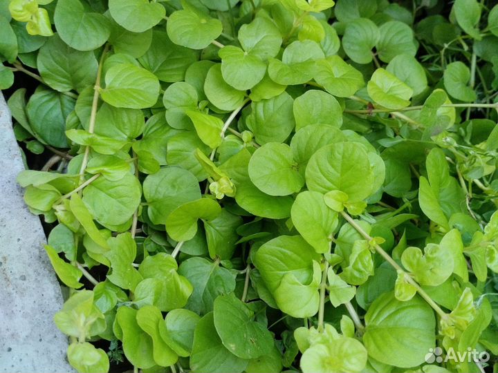 Вербейник монетчатый