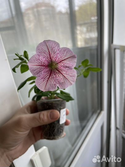 Петуния ампельная