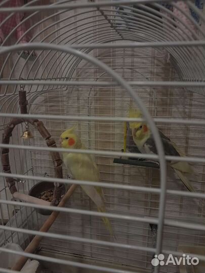 Попугай корелла с клеткой