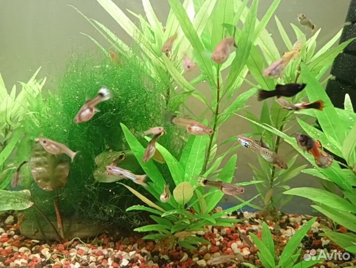 Аквариумные рыбки гуппи
