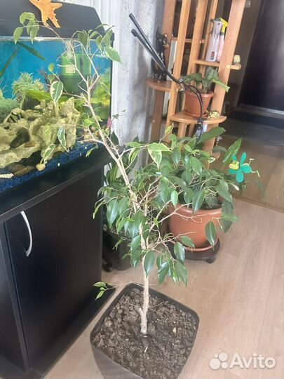 Фикус бенджамина