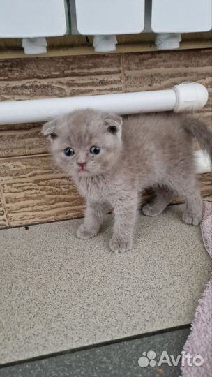 Британские котята