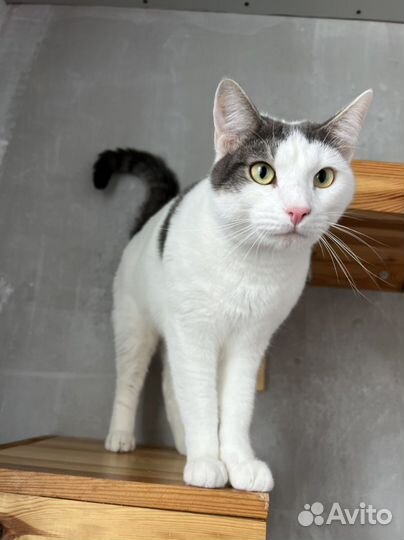 Кот Рико в поисках дома