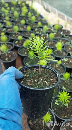 Пихта Нордмана