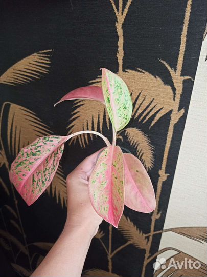 Аглаонема престиж