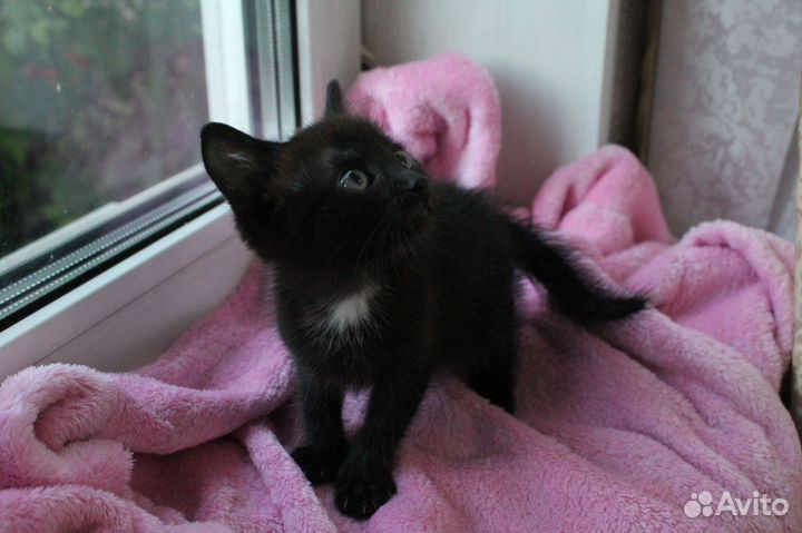 Отдам котят в добрые руки