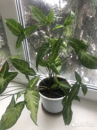 Сингониум отростки