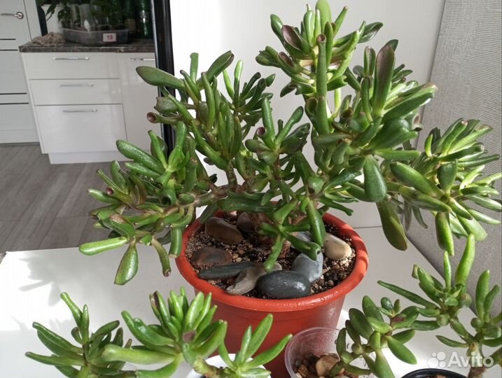 Крассула Хоббита, адениум