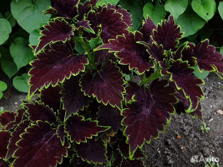 Колеус Burning Bush, Craclin Rose, Avatar и др