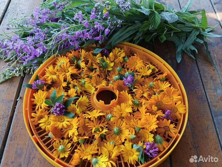 Лекарственные травы, ручной сбор.Тюмень