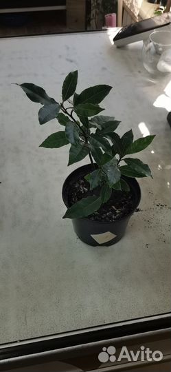 Лавровое дерево, Лимон, Папоротник