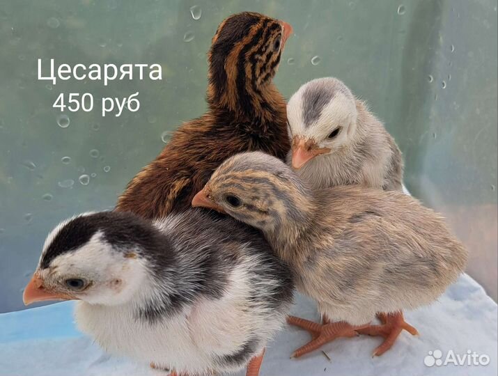Породные цыплята