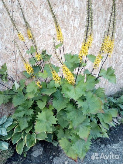 Садовые многолетники