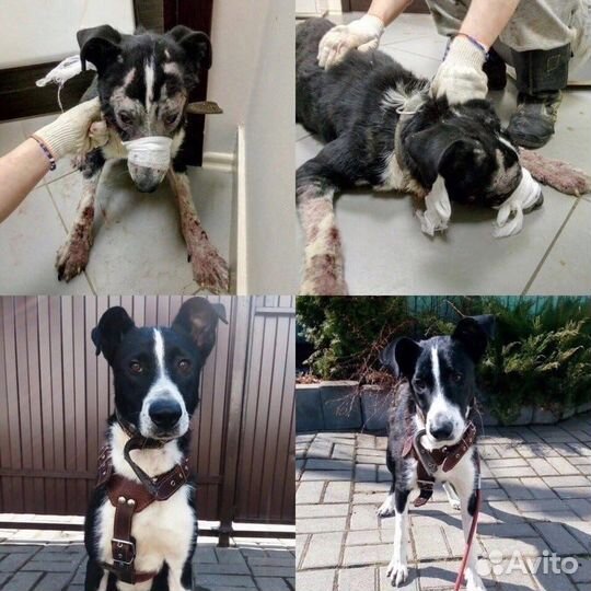 Собака в добрые руки