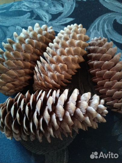 Шишки еловые и сосновые,для поделок