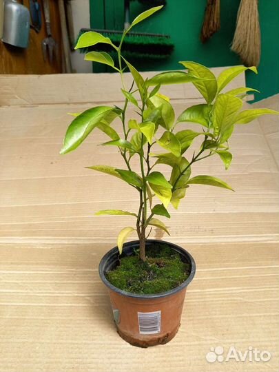 Саженец мандарин Пакистан