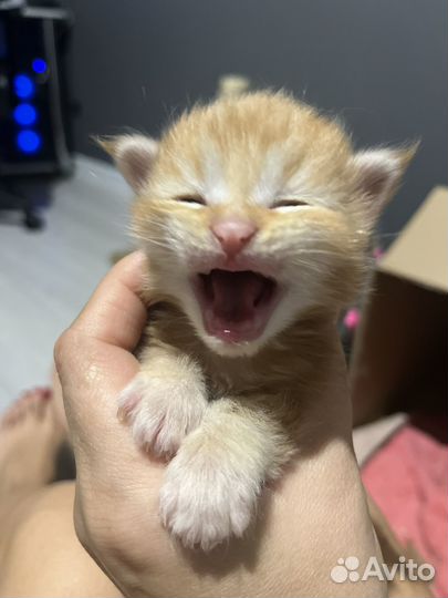 Котята мейкун